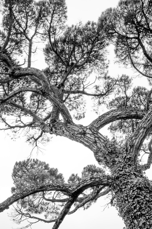 Arbre